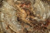 Polished Petrified Wood (Araucaria) Round - Madagascar #358029-1